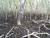 Mangrove
